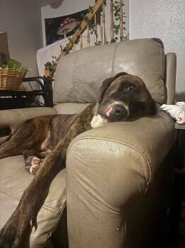 Pork Chop -  Cane Corso and Labrador Retriever Dog for Adoption in Colorado Springs, Colorado - Pork Chop | PetCurious
