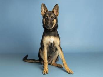 BONK -  German Shepherd Dog Dog for Adoption in Phoenix, Arizona - BONK | PetCurious