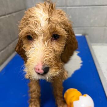 Golden Retriever and Poodle Dogs Available for Adoption in Huntsville, Alabama - Leo | PetCurious
