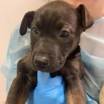 Chubbabun -  Mixed Breed Dog for Adoption in Charleston, West Virginia - Chubbabun | PetCurious