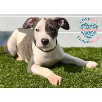 Rescue Pit Bull Terrier Dogs for Adoption in Inglewood, California - Balboa Litter-Bermuda COH | PetCurious
