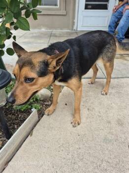 Terrier Dogs Available for Adoption in San Antonio, Texas - CASSIE | PetCurious