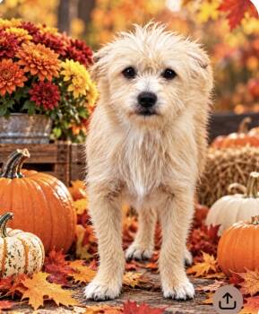 Snickers -  Cairn Terrier Dog for Adoption in Sarasota, Florida - Snickers | PetCurious