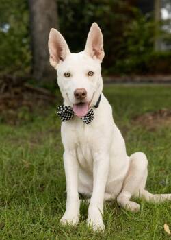 Duke puppy -  Shepherd and White German Shepherd Dog for Adoption in Tuscaloosa, Alabama - Duke Puppy | PetCurious