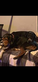 Sassy -  American Foxhound and German Shorthaired Pointer Dog for Adoption in Elloree, South Carolina - Sassy | PetCurious