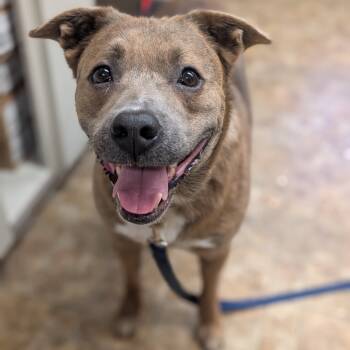 Rescue Labrador Retriever and Pit Bull Terrier Dogs for Adoption in Aberdeen, Washington - Teddy | PetCurious