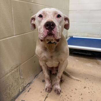 Pit Bull Terrier Dogs Available for Adoption in Tuscaloosa, Alabama - TUSC-Stray-84073 | PetCurious