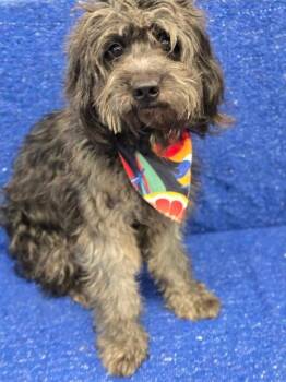 Comet -  Yorkshire Terrier and Schnauzer Dog for Adoption in Sedalia, Colorado - Comet | PetCurious