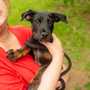 Doberman Pinscher and Australian Cattle Dog Blue Heeler Dogs Available for Adoption in Chester Springs, Pennsylvania - Dwight | PetCurious