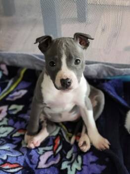 Pit Bull Terrier and Mixed Breed Dogs Available for Adoption - Ophelia | PetCurious