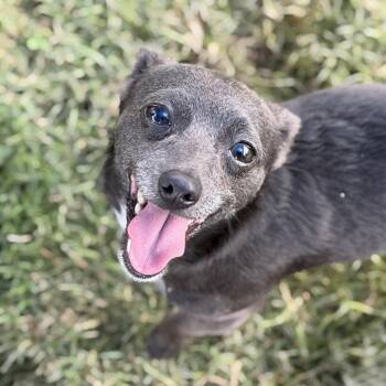 Trixie -  Chihuahua Dog for Adoption in New York, New York - Trixie | PetCurious