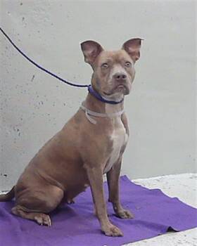 LESLIE -  Staffordshire Bull Terrier and Mixed Breed Dog for Adoption in Houston, Texas - LESLIE | PetCurious