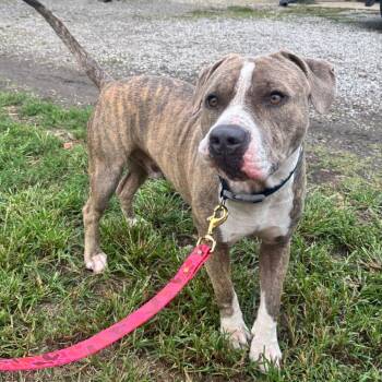 Nix -  Pit Bull Terrier Dog for Adoption in Pittsburg, Kansas - Nix | PetCurious