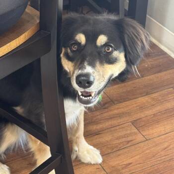 Mixed Breed Dogs Available for Adoption in Ojai, California - Hazel | PetCurious