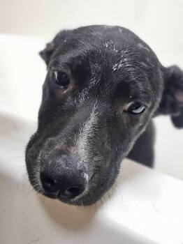 Bumble -  Black Labrador Retriever Dog for Adoption in Fort Payne, Alabama - Bumble | PetCurious