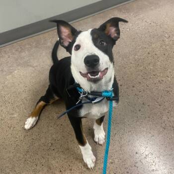 Rescue Mixed Breed Dogs for Adoption in Chattanooga, Tennessee - Weston | PetCurious