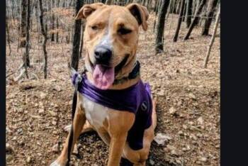 Pit Bull Terrier and Labrador Retriever Dogs Available for Adoption in Rockaway, New Jersey - Kianna RDS | PetCurious