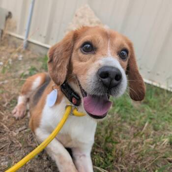 Uno -  Beagle Dog for Adoption in Nowata, Oklahoma - Uno | PetCurious