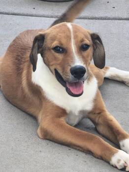 Kekoa -  Australian Cattle Dog Blue Heeler and Labrador Retriever Dog for Adoption in Fort Lupton, Colorado - Kekoa | PetCurious