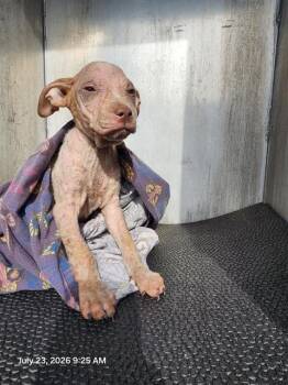 LUIGI -  American Staffordshire Terrier Dog for Adoption in San Antonio, Texas - LUIGI | PetCurious