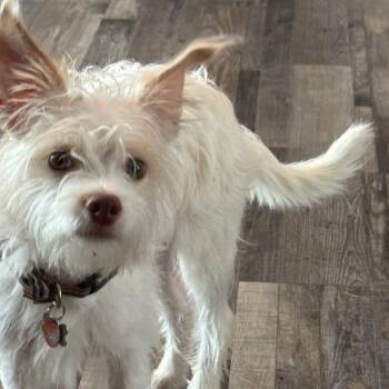 WINSTON IS 11 POUNDS -  Yorkshire Terrier and Chihuahua Dog for Adoption in Kaufman, Texas - WINSTON IS 11 POUNDS | PetCurious