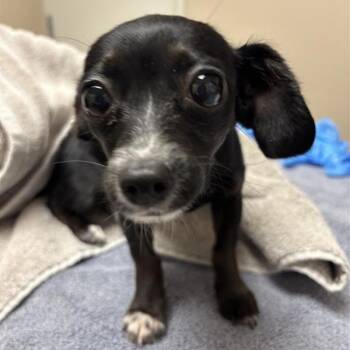 Chihuahua and Dachshund Dogs Available for Adoption in Tempe, Arizona - Berry Fairy | PetCurious