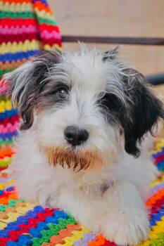 Aussiedoodle Dogs Available for Adoption in San Diego, California - Kaian | PetCurious