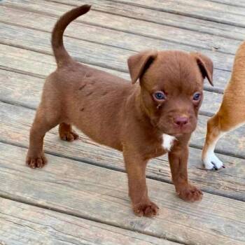 Cullen -  Boston Terrier and Mixed Breed Dog for Adoption in Wadena, Minnesota - Cullen | PetCurious