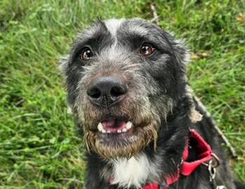 Cheerilee -  German Wirehaired Pointer Dog for Adoption in Columbus, Indiana - Cheerilee | PetCurious