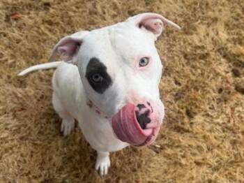 Dottie -  Pit Bull Terrier and American Staffordshire Terrier Dog for Adoption in Portland, Oregon - Dottie | PetCurious