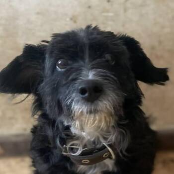 Maltese and Terrier Dogs Available for Adoption - Queeny (20260403-04) | PetCurious