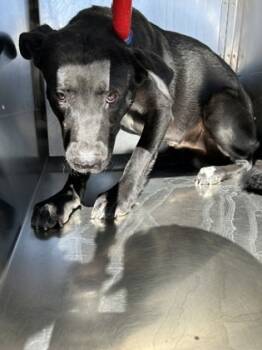 Rescue Retriever and Mixed Breed Dogs for Adoption in Fort Worth, Texas - 59654530 | PetCurious