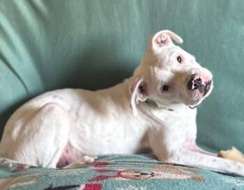 Pit Bull Terrier Dogs Available for Adoption - Oscar | PetCurious