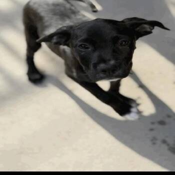 Damon (joshua) -  Boxer and Mixed Breed Dog for Adoption in Buellton, California - Damon (joshua) | PetCurious
