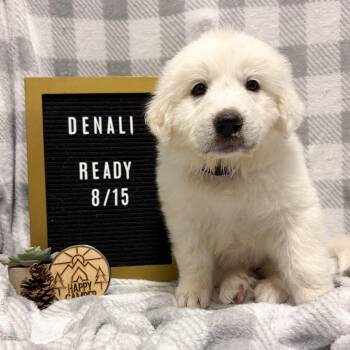 674C (2026) Denali -  Great Pyrenees and Mixed Breed Dog for Adoption in Parker, Colorado - 674C (2026) Denali | PetCurious