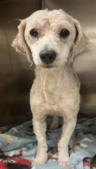SANCHEZ -  Poodle Dog for Adoption in Sacramento, California - SANCHEZ | PetCurious