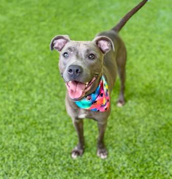 Peppa -  Mixed Breed Dog for Adoption in Ellijay, Georgia - Peppa | PetCurious