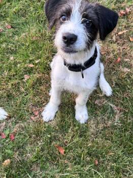 Sokka -  Poodle and Terrier Dog for Adoption in Alexander, Arkansas - Sokka | PetCurious