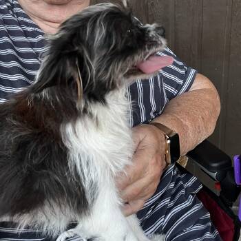 Mindy -  Yorkshire Terrier and Maltese Dog for Adoption in Liverpool, Texas - Mindy | PetCurious