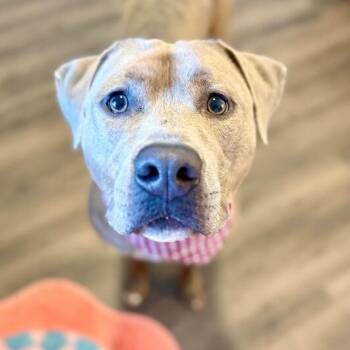 Mikey Tender Hearted Jones -  Pit Bull Terrier and American Staffordshire Terrier Dog for Adoption in Friendswood, Texas - Mikey Tender Hearted Jones | PetCurious