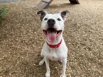 YAYA -  Pit Bull Terrier Dog for Adoption in Kent, Washington - YAYA | PetCurious