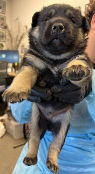 Crab Cake -  Husky and Mixed Breed Dog for Adoption in Fresno, California - Crab Cake | PetCurious