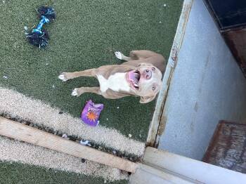 Rescue Pit Bull Terrier Dogs for Adoption in Blanchard, Oklahoma - Roughnut | PetCurious