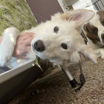 Rescue Great Pyrenees and Labrador Retriever Dogs for Adoption in Tomball, Texas - Lilly | PetCurious
