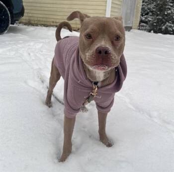 MABEL -  Pit Bull Terrier Dog for Adoption in Barnstable, Massachusetts - MABEL | PetCurious