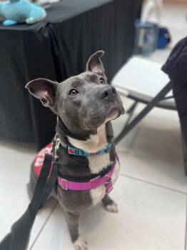 KILO -  Pit Bull Terrier and Mixed Breed Dog for Adoption in Indianapolis, Indiana - KILO | PetCurious