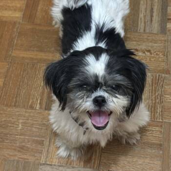 Shih Tzu Dogs Available for Adoption in Corpus Christi, Texas - Kovi | PetCurious