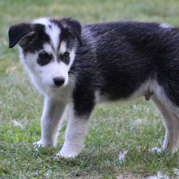 Rescue Husky Dogs for Adoption in Brainerd, Minnesota - Nike | PetCurious