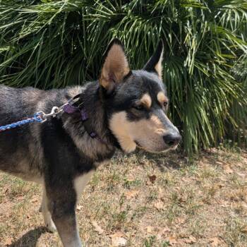 Domain -  Shepherd Dog for Adoption in Austin, Texas - Domain | PetCurious