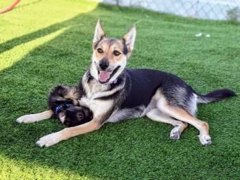 Macy -  German Shepherd Dog and Mixed Breed Dog for Adoption in Evergreen, Colorado - Macy | PetCurious